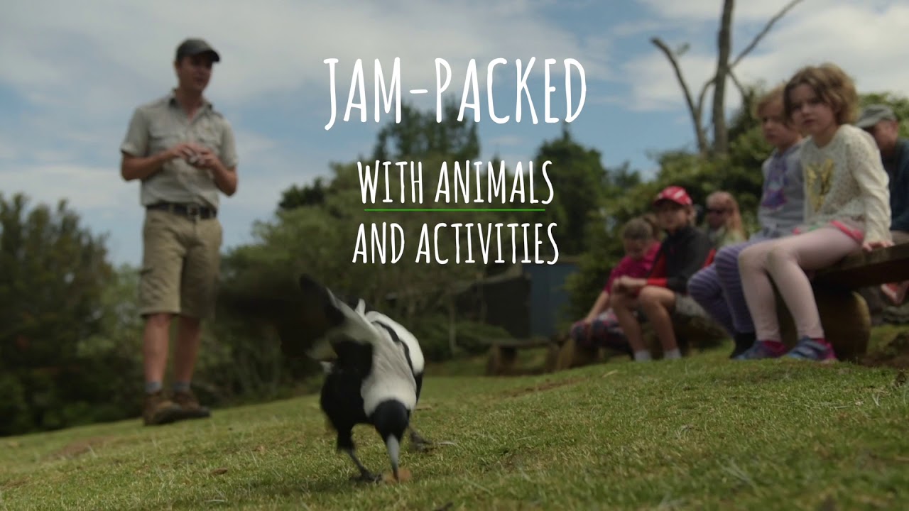 Eco Rangers School Holiday Program at O'Reilly's Rainforest Retreat