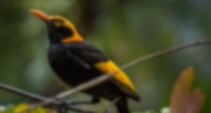bowerbird - bowerbird