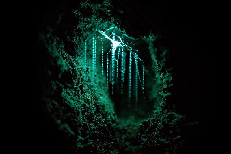 download glow worms in trees