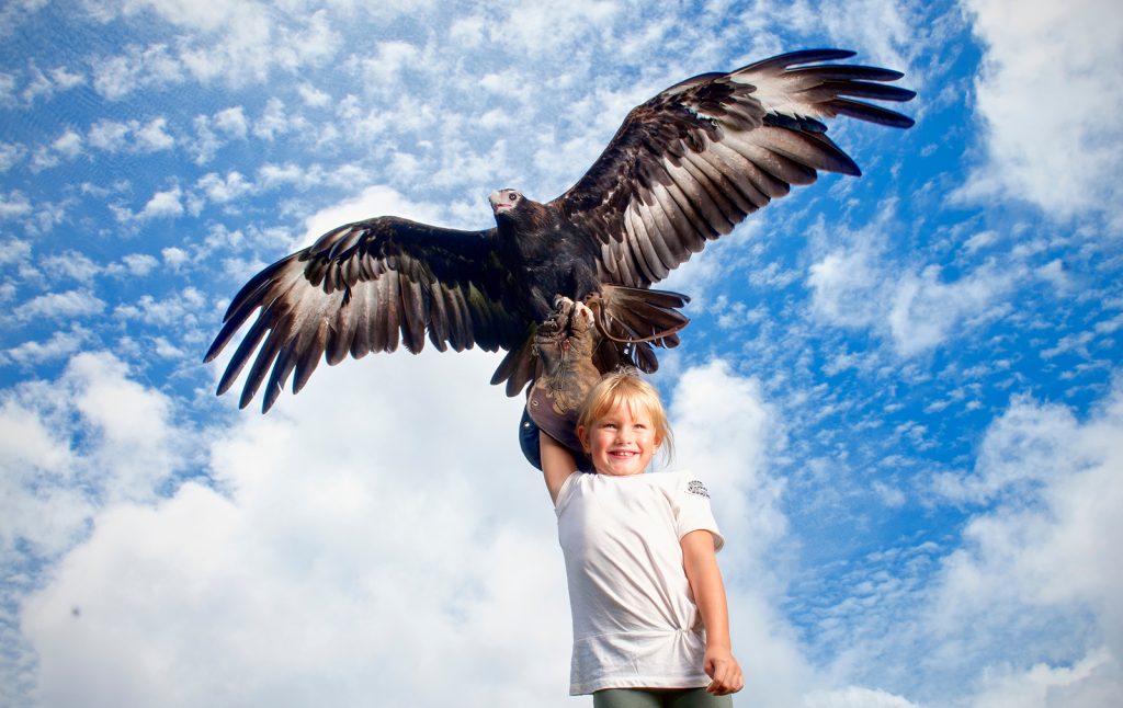 Birds Of Prey Show 3