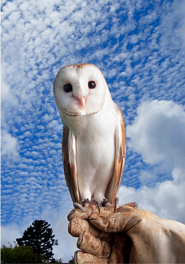 Birds Of Prey Show 4