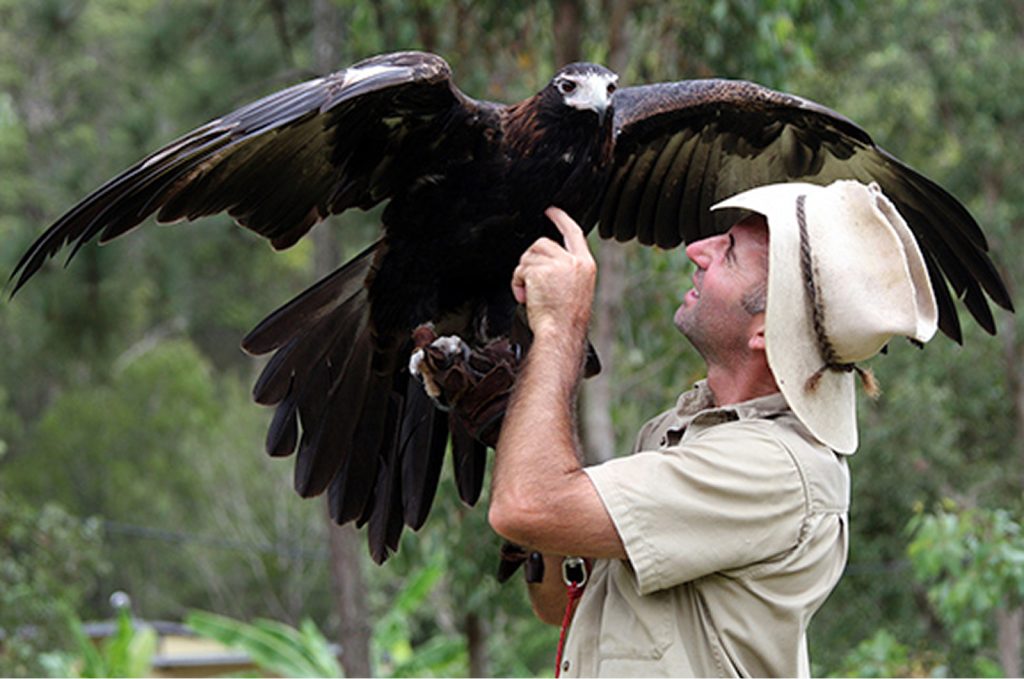Birds Of Prey Show 6