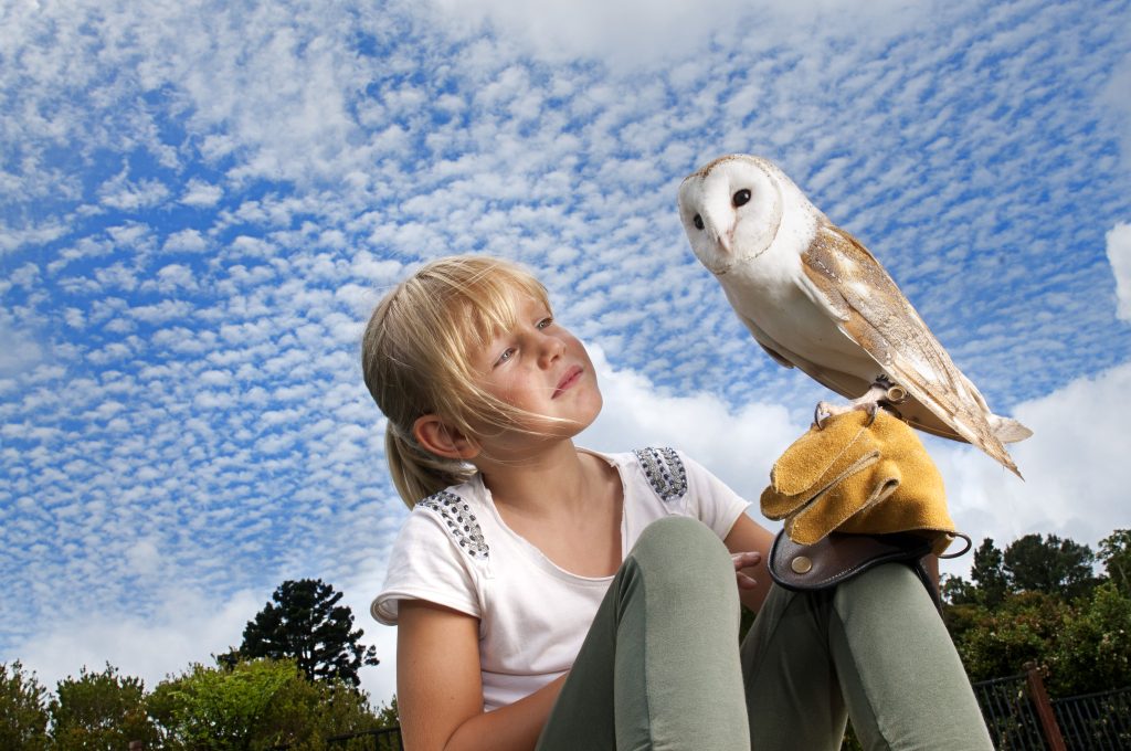 Birds Of Prey Image By Oreillys Rainforest Retreat