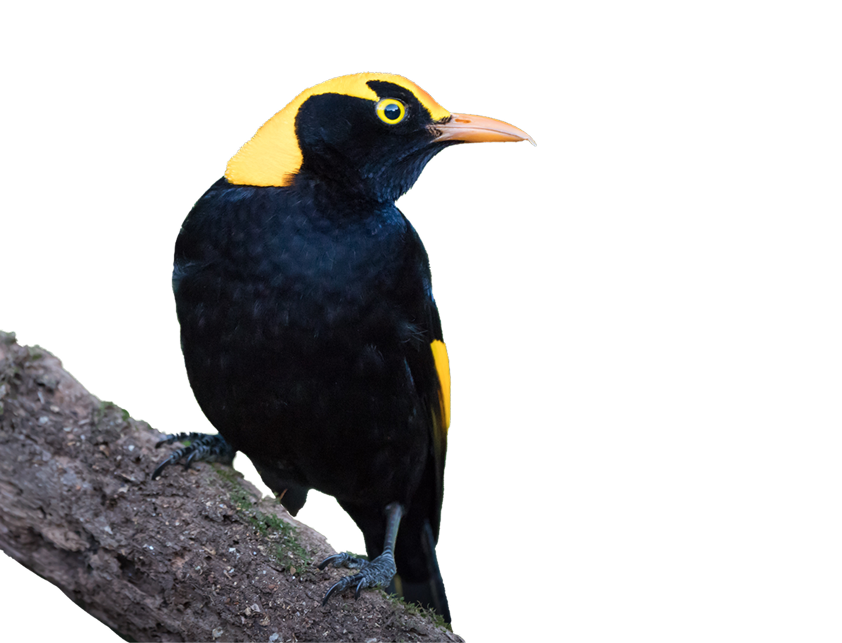 Regent Bowerbird At O'reilly's Rainforest Retreat