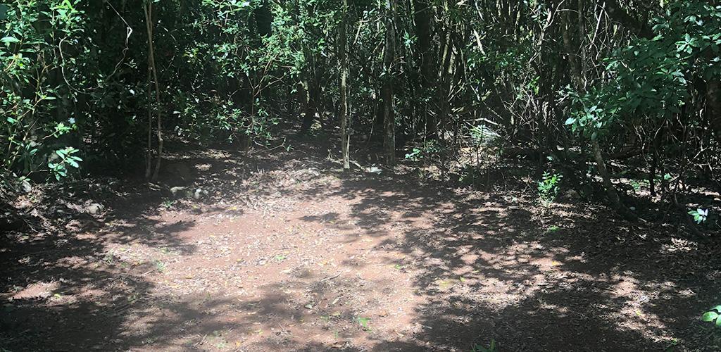 Bush Camping Site