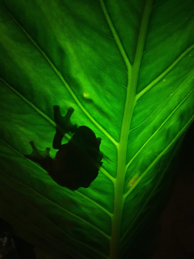 Nocturnal Spotlighting