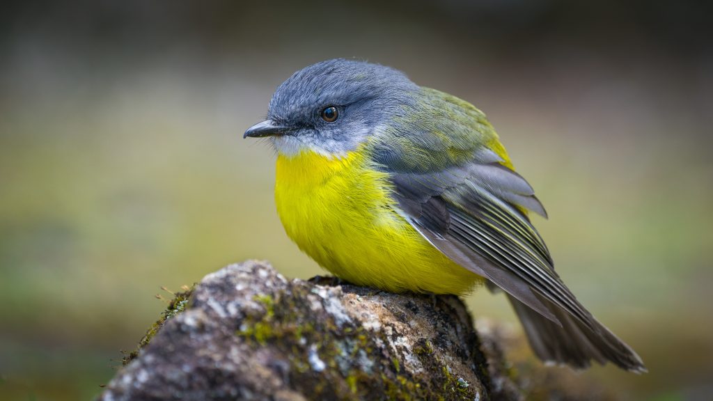 Eastern Yellow Robin
