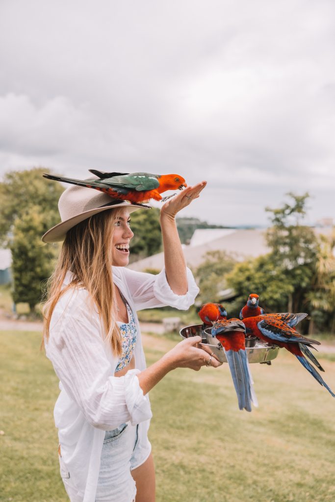 Daily Bird Feeding