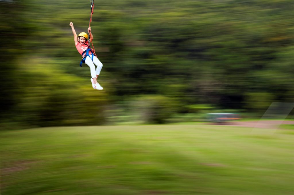 Flying Fox At O'reilly's (1)