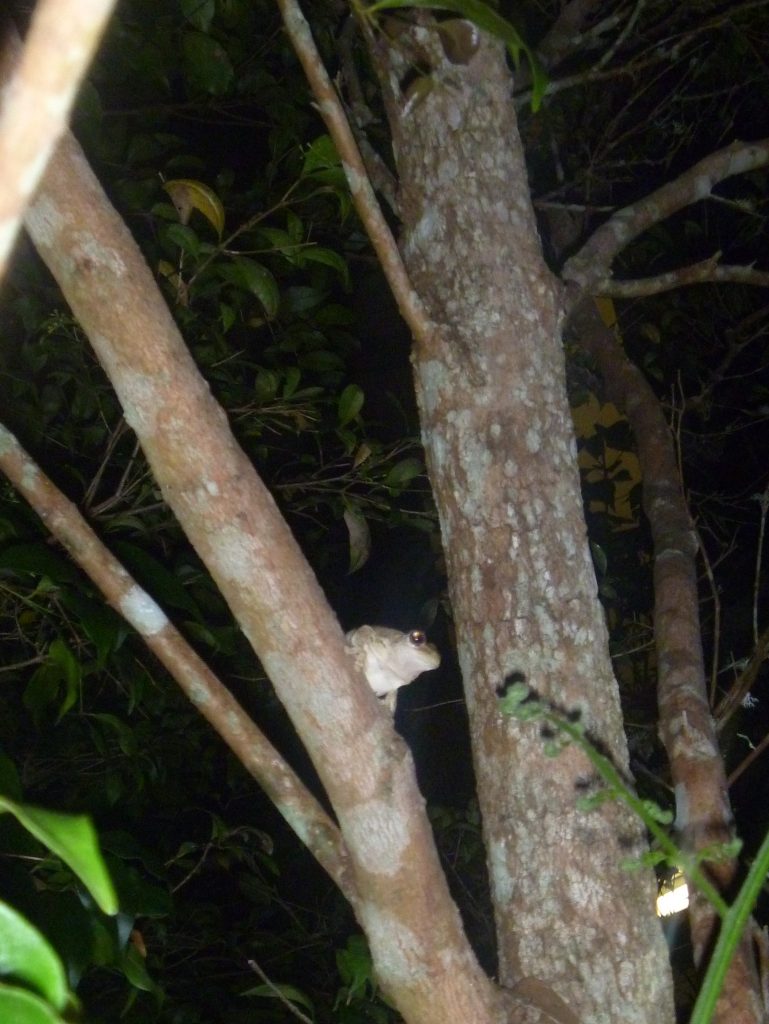Frog Hunt 048
