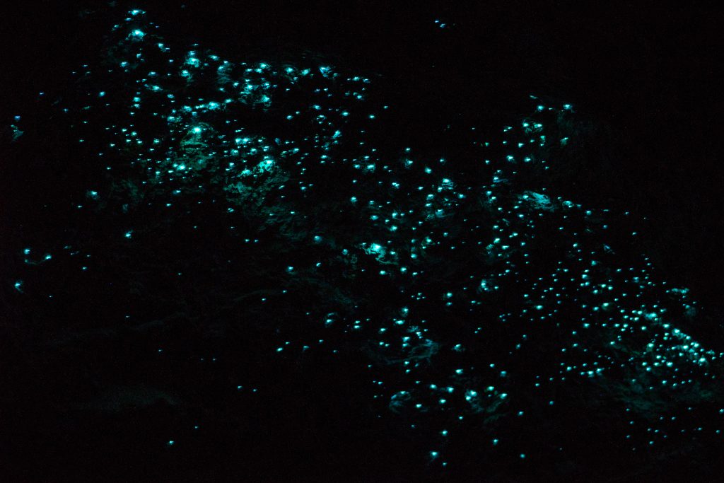 Glow Worm Experience