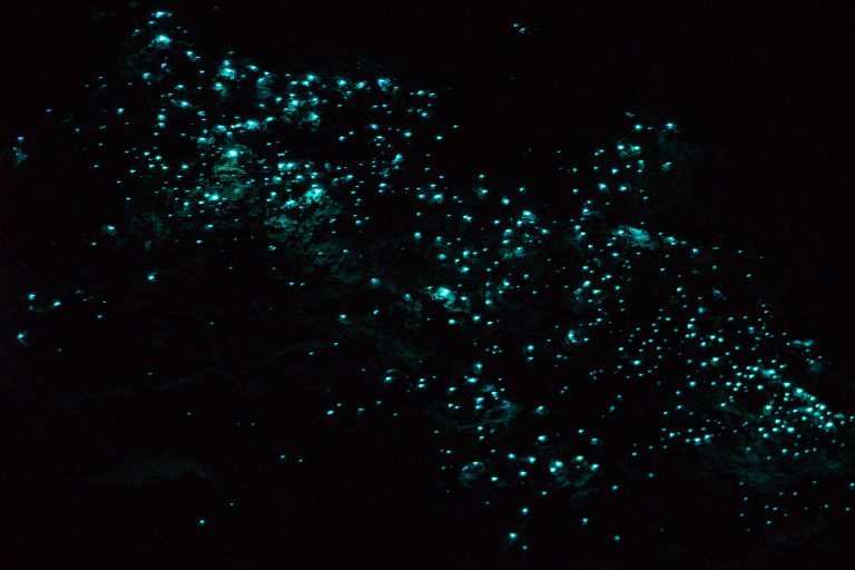 Glow Worm Experience