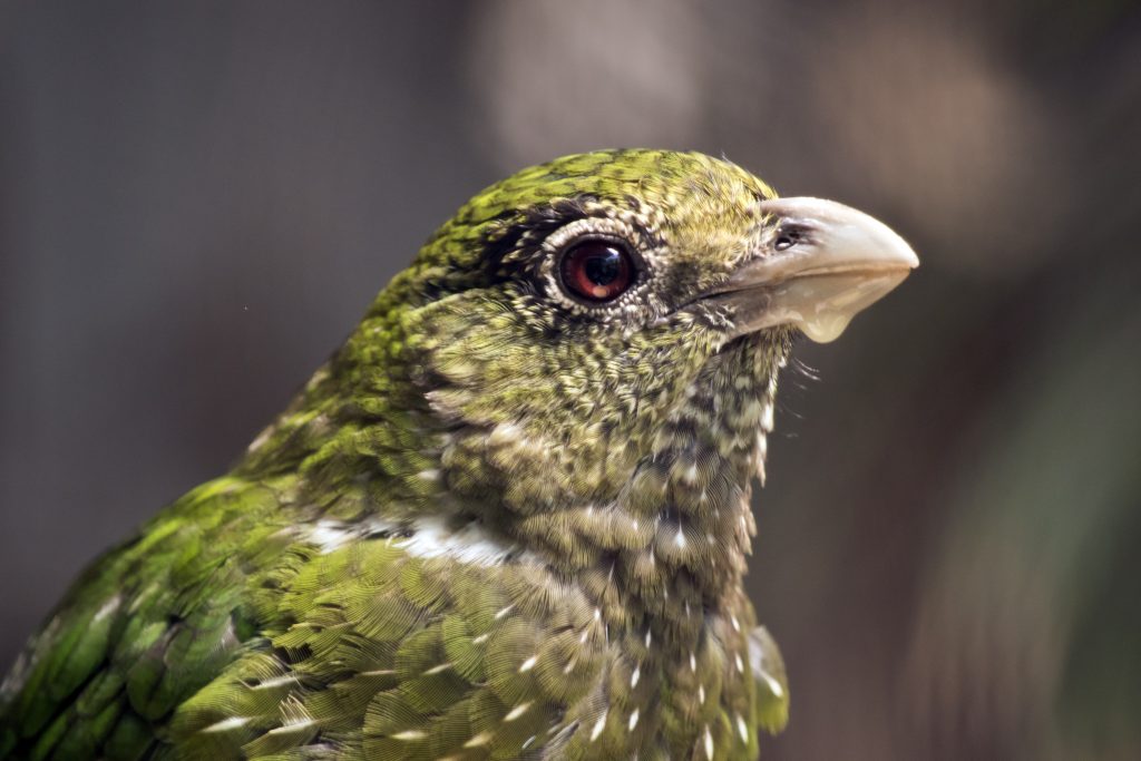 This Is A Close Up Of A Cat Bird
