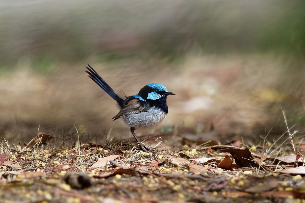Superb Fairywren Malurus Cyaneus Passerine Bird In The Australasian Wren Family, Maluridae, And Is Common And Familiar Across South Eastern Australia.