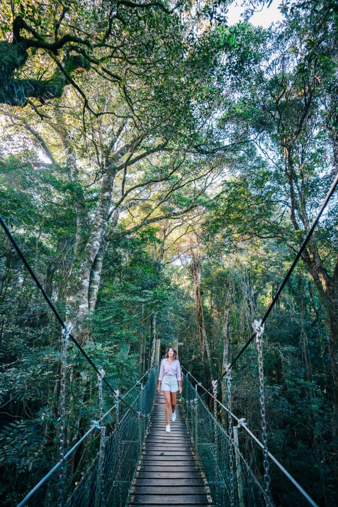 O'reilly's Rainforest Retreat
