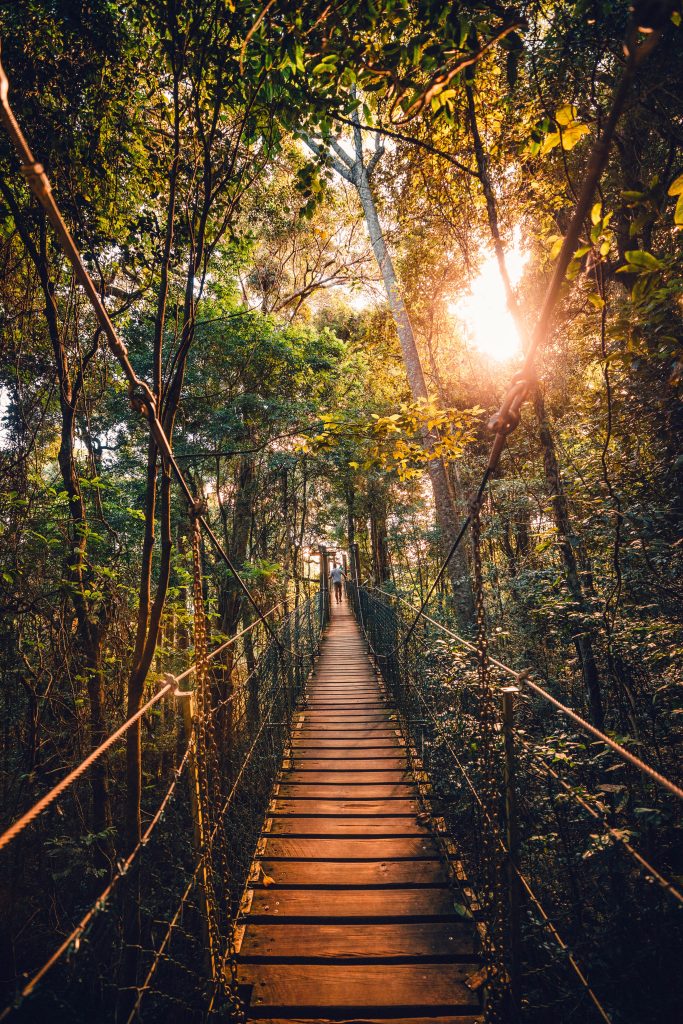 Tree Top Walk