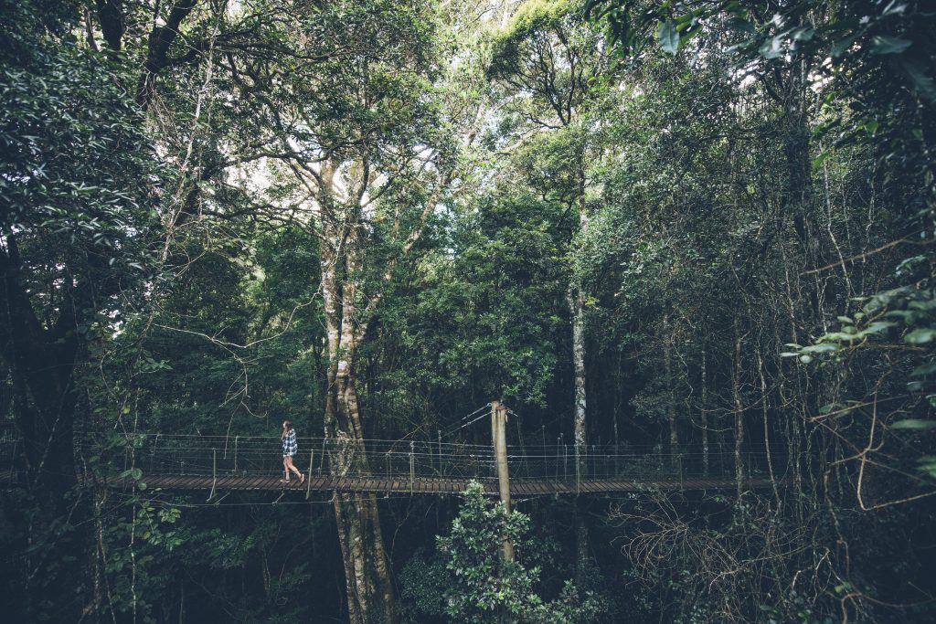 O'reilly's Tree Top Walk, Lamington National Park