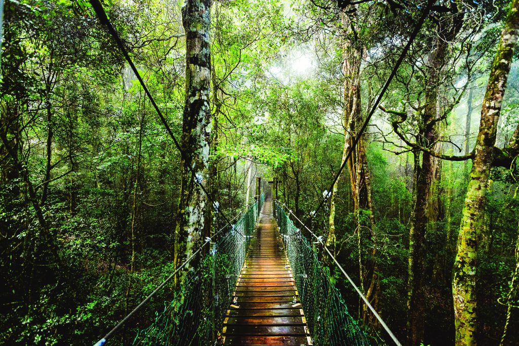 O'reillys Treetop Walk Image By Oreillys Rainforest Retreat