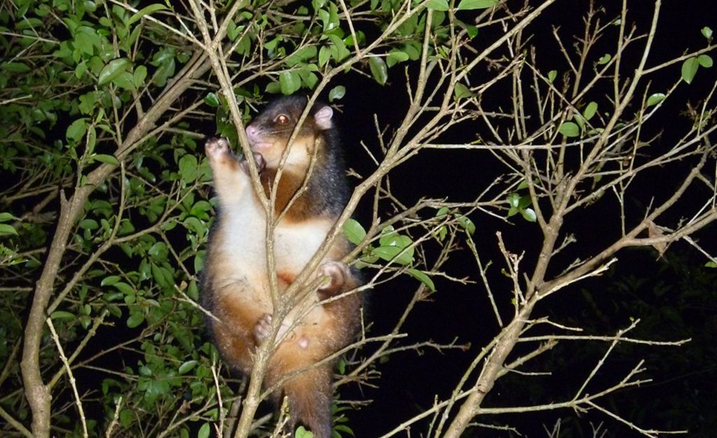 Possum At O'reilly's