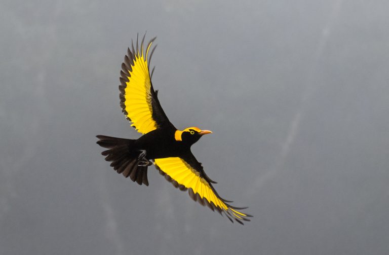 49th Annual Bird Week