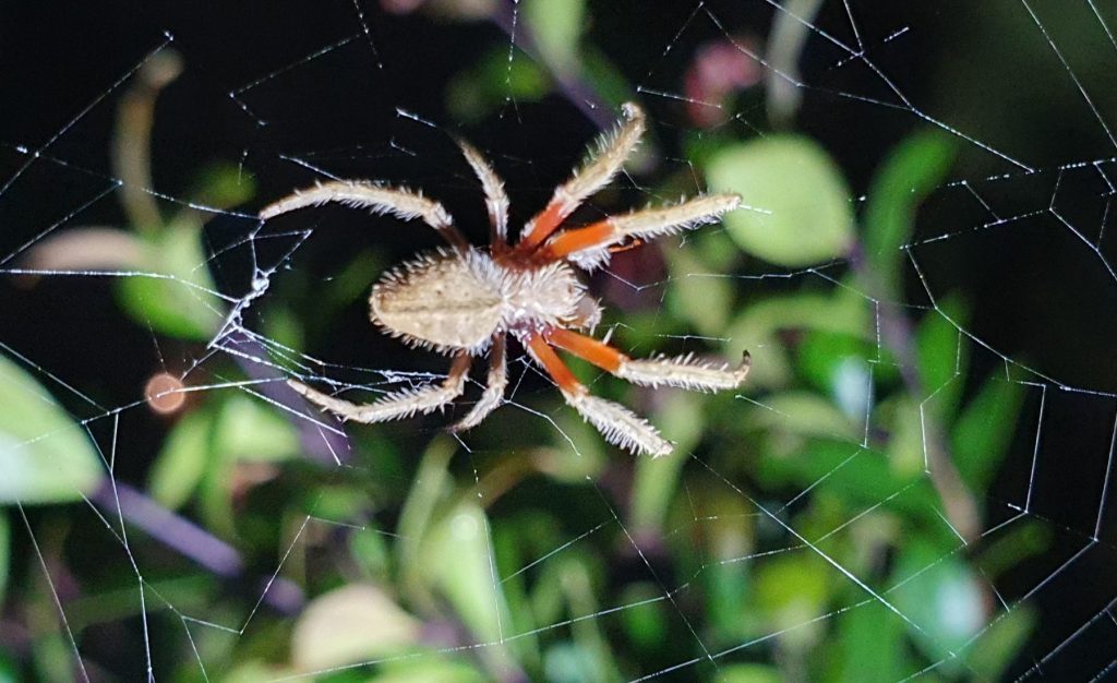 Spider At O'reilly's