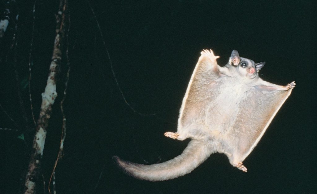 Sugar Glider At O'reilly's