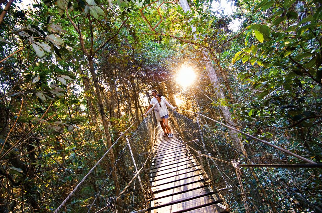Tree Top Walk O'reilly's Rainforest Retreat