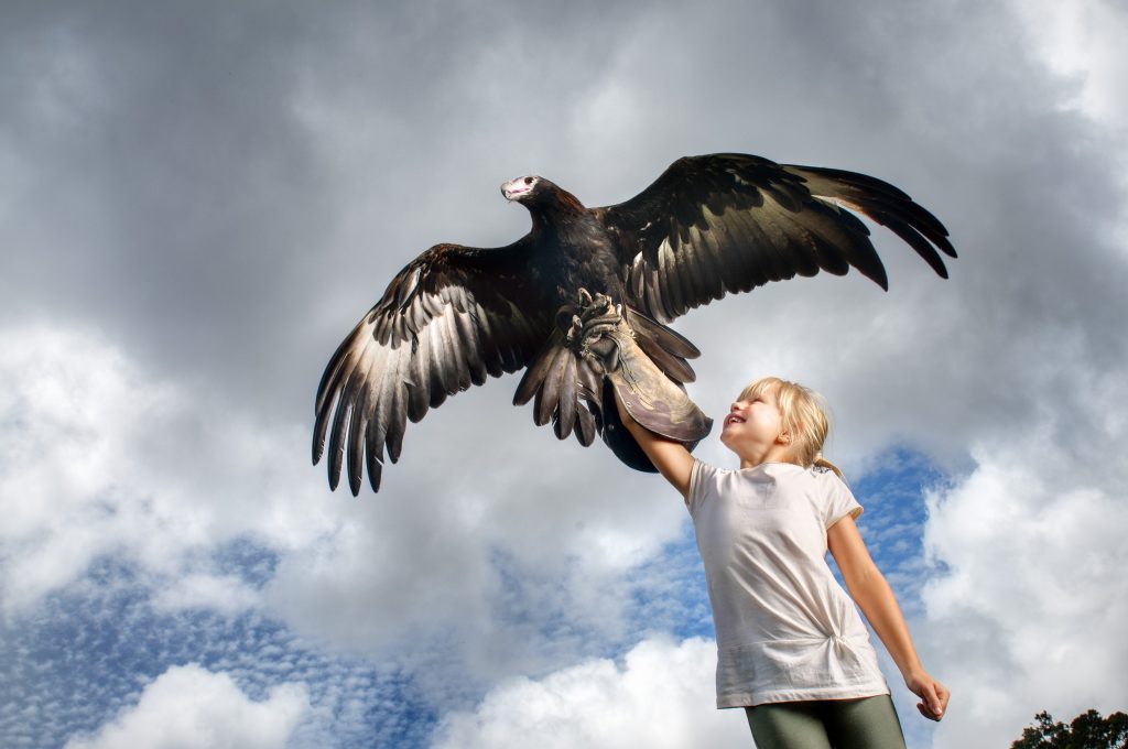 Birds Of Prey Show Image By Oreillys Rainforest Retreat 2.08.03 Pm