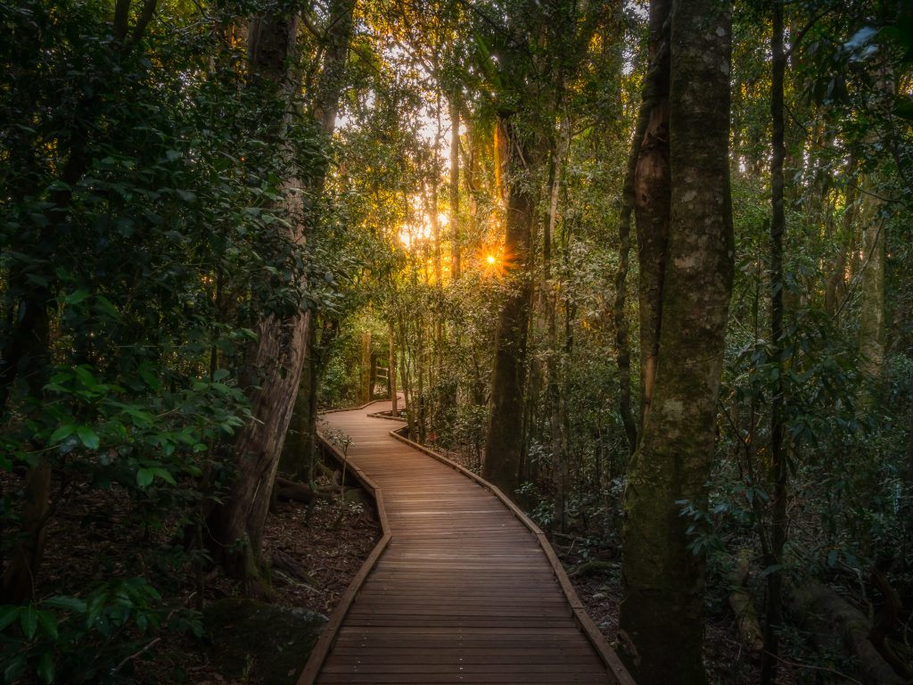 accessibility o'reilly's rainforest retreat