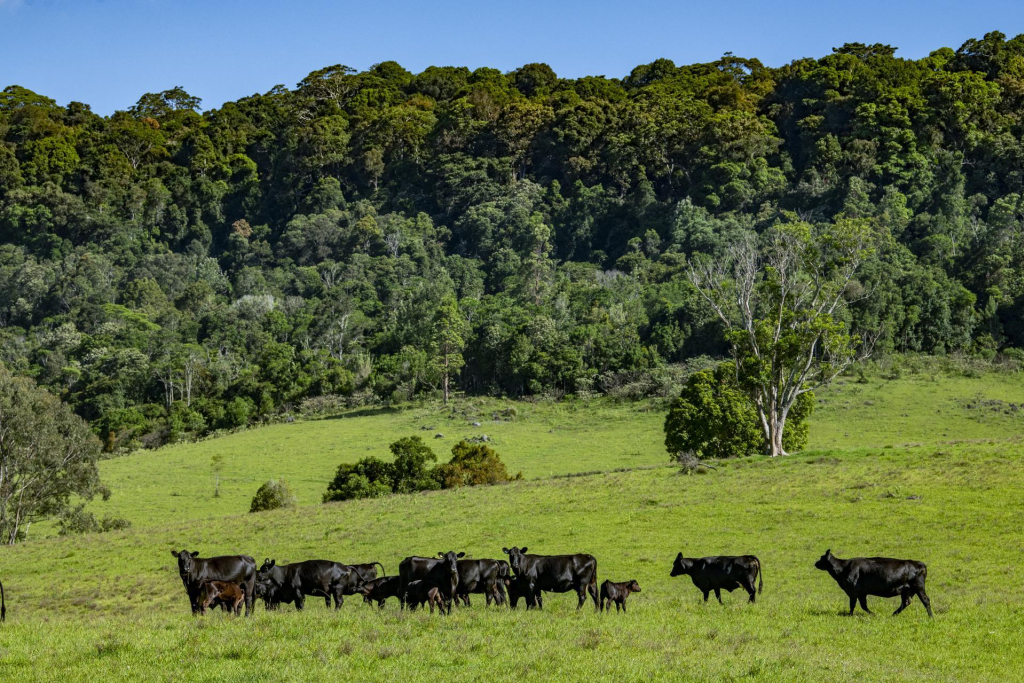 Working cattle farm