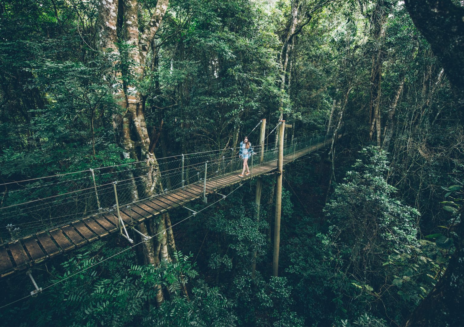 Tree Top Walk From Above