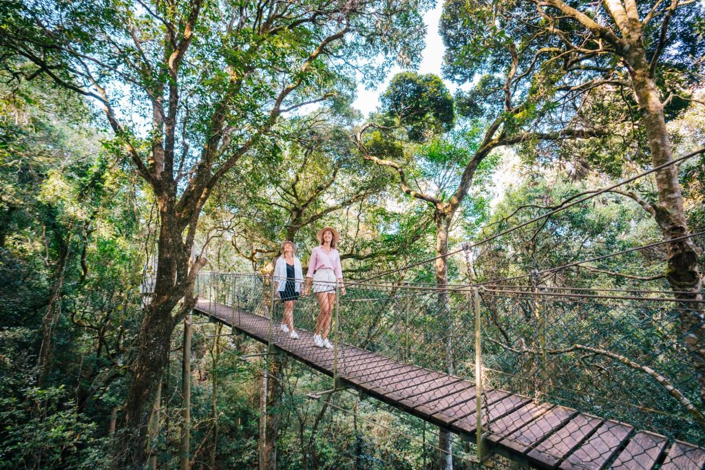 Oreillys Tree Top Walk 1 Photo Teq Under 2mb