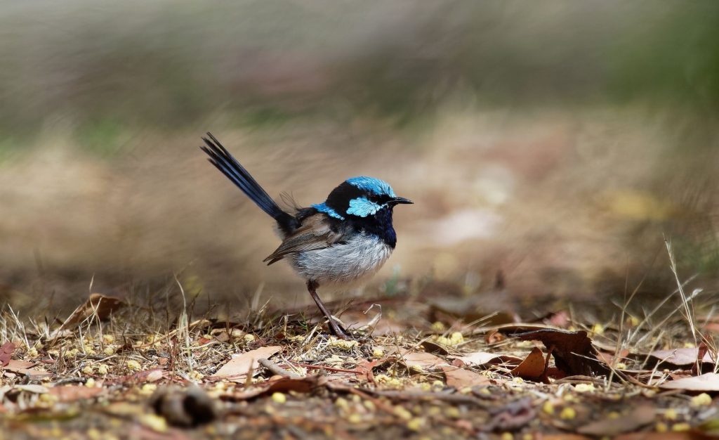 Private Birding Gallery
