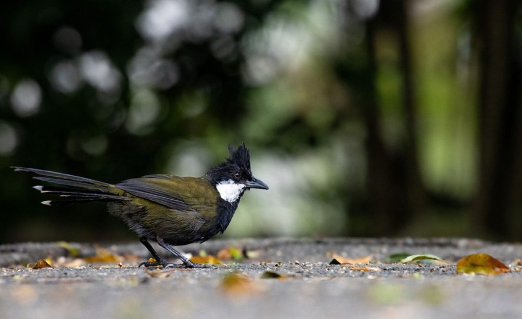 Private Birding Gallery (2)