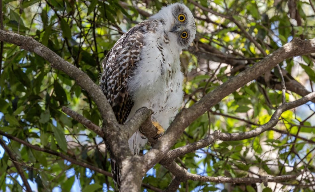 Private Birding Gallery (3)