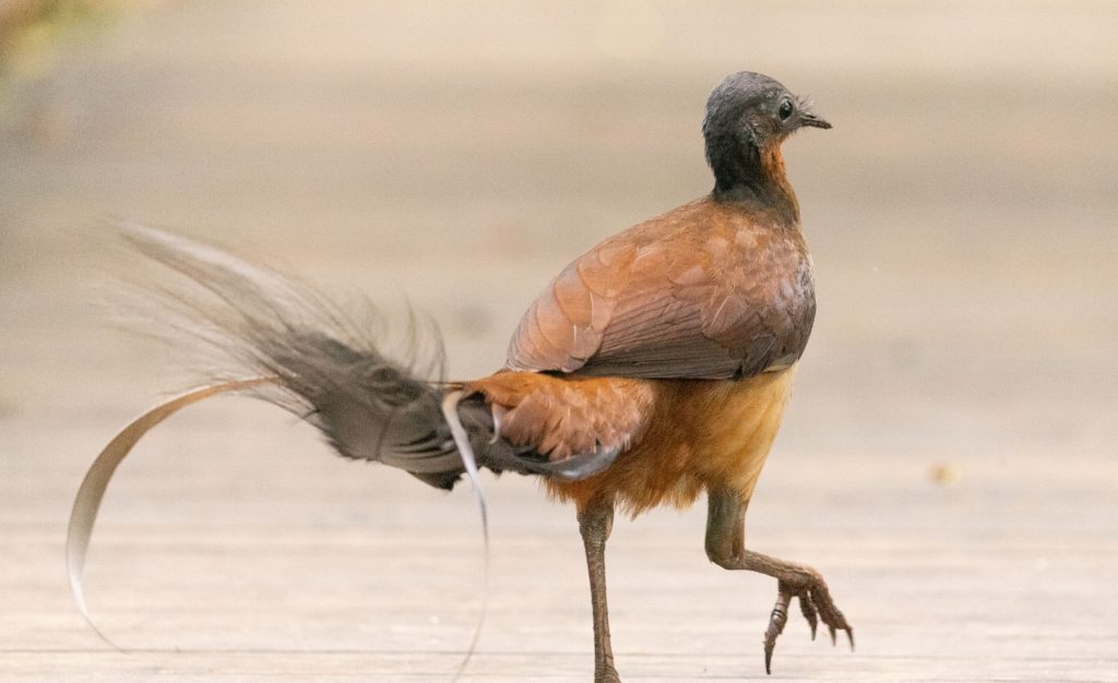 Private Birding Gallery (4)