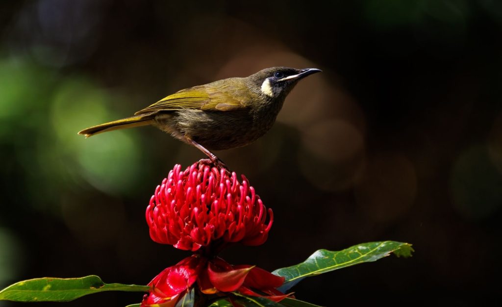 Private Birding Gallery (5)