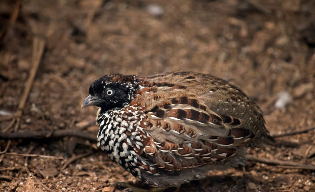 Private Birding Gallery (6)