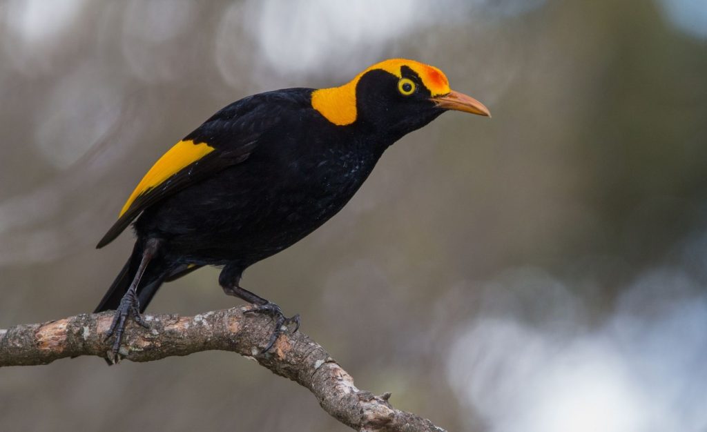 Private Birding Gallery (7)