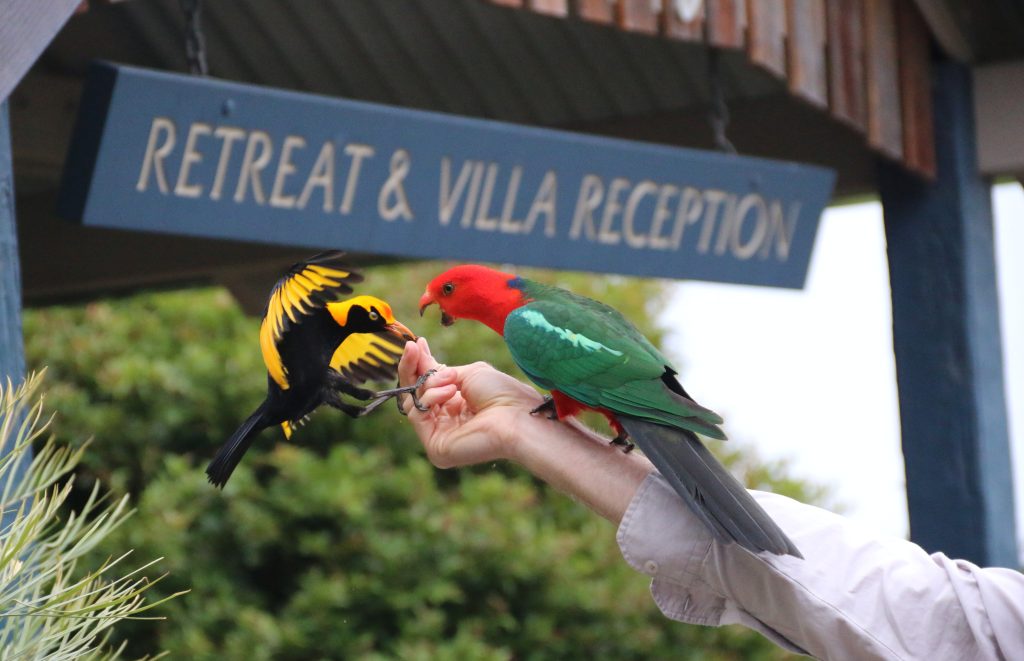 Birdfeeding Time At O'reilly's