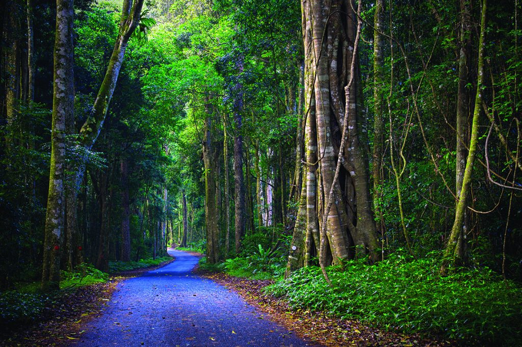 Route Lamington National Park Road Image By Oreillys Rainforest Retreat