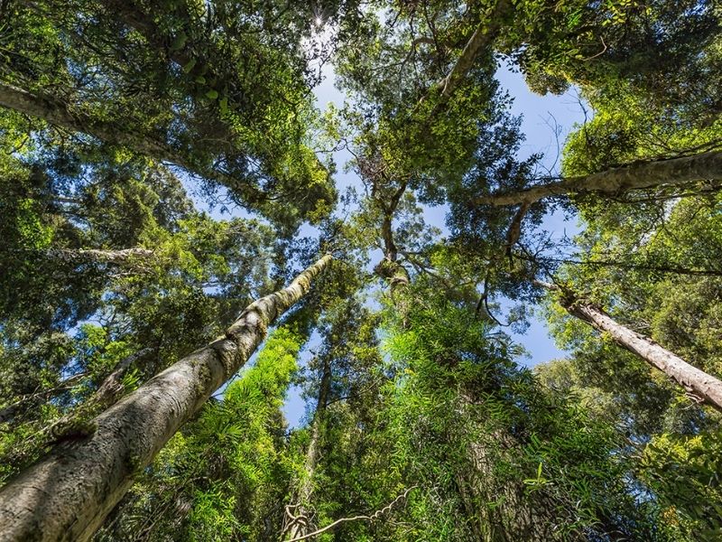 Trees From Below