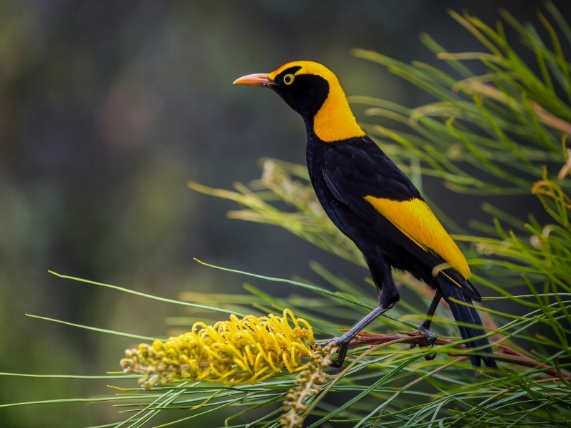 Australia's longest-running birding program