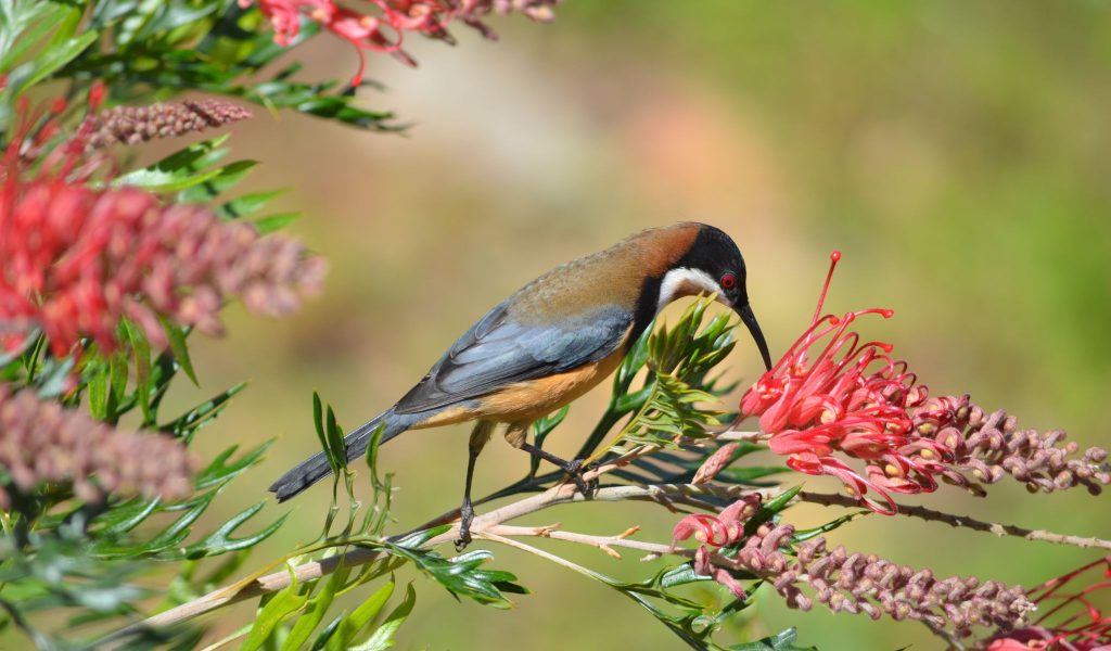 Name of bird to come