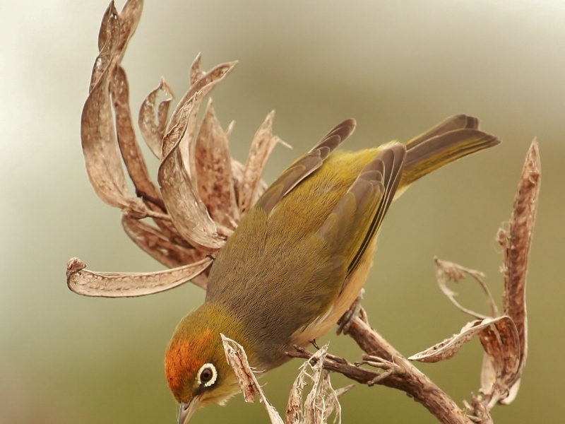 Little Bird