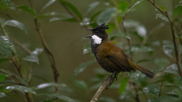 49th Annual Bird Week 2026