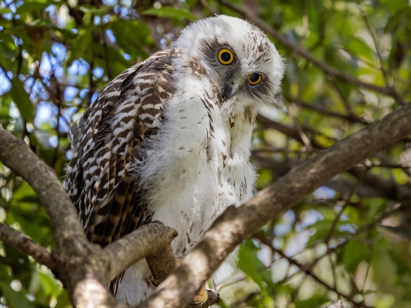 Powerful Owl