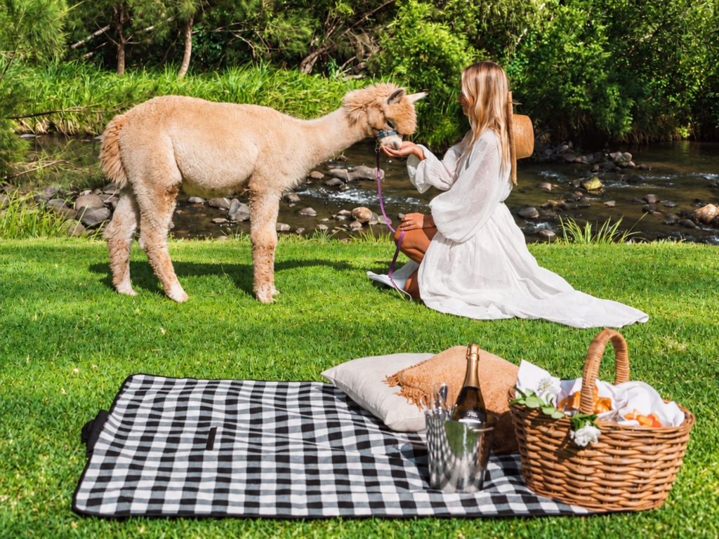 Stay Savour Summer Alpaca Picnic